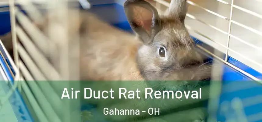  Air Duct Rat Removal Gahanna - OH